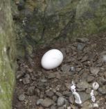 Fulmar egg