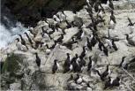 Guillemot colony