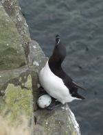Razorbill egg