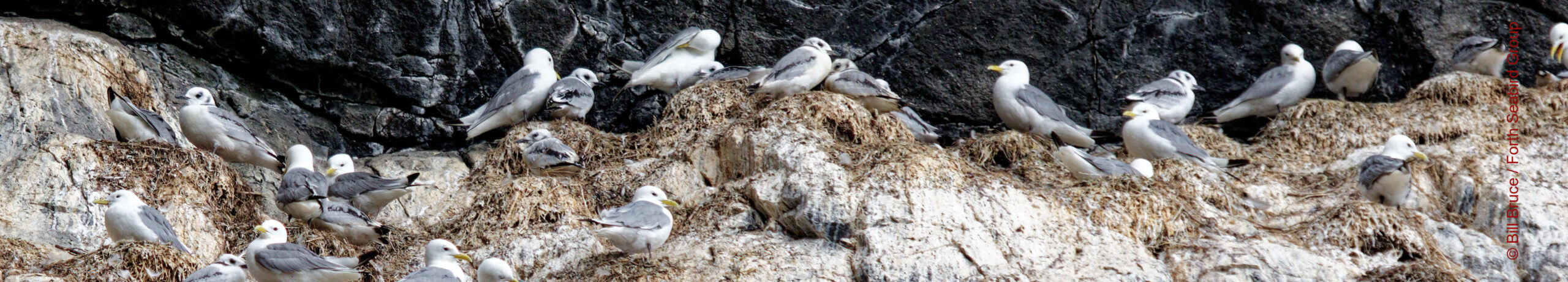 Kittiwakes nesting on the north-east cliff on Fidra